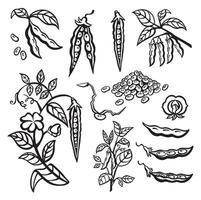 Soybean set with pods, sprouts and stems. illustration line outline vector