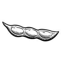 soybean pod seed icon. Sketch Outline Illustration vector