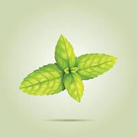 mint leaf with Dark Background vector