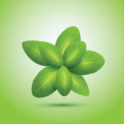 Green mint leaf with Background