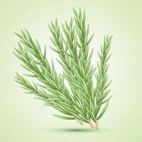 Rosemary. A set of bunch of rosemary. Medicinal plant. Fragrant plant for seasoning. vector