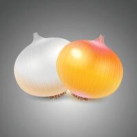 White onion set. Vegetable whole and slices background. vector