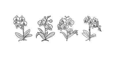 Orchid Flower outline illustration in black and white vector