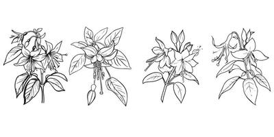 Fuchsia Flower outline illustration in black and white vector