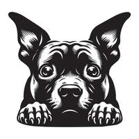 Staffy Dog - A Fearful Staffordshire Bull Terrier Dog Face illustration vector