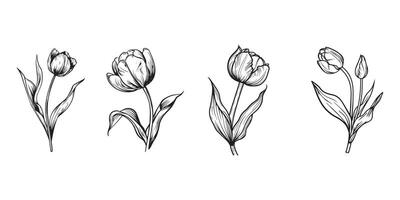 tulipán flor contorno ilustración en negro y blanco vector