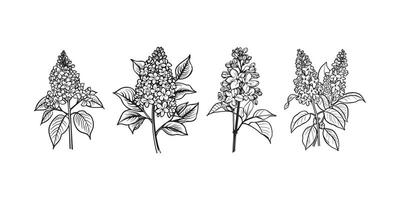 Lilac Flower outline illustration in black and white vector