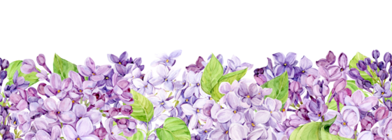 acquerello illustrazione di lilla. orizzontale bandiera con viola syringa con foglie, fiori e mini cuffie. fragrante primavera fiori su un' bianca sfondo. botanico illustrazione per nozze invito. png