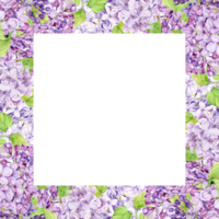 Watercolor frame with purple lilac on a transparent background. Square border of spring flowers in lavender color. Create Provence style wedding invitations, save the date or invitations png