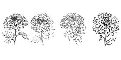 Chrysanthemum Flower Collection in black and white vector