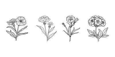 Sweet William Flower outline illustration in black and white vector