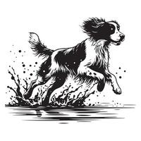 Brittany Spaniel Running Through Water illustration in black and white vector