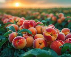 A field of peaches ready to be harvested. The peaches are ripe and juicy, and the sun is setting in the background. photo