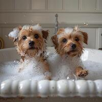 dos linda perros tomar un bañera en un grande blanco bañera. foto