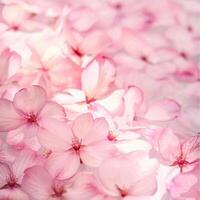 Light pink cherry blossom petals background. photo