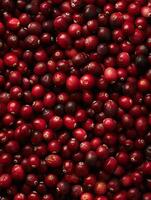 Red juicy cranberries, fresh cranberries, antioxidant powerhouses. photo