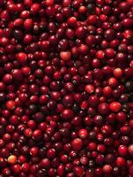 Red juicy cranberries, fresh cranberries as a background. photo