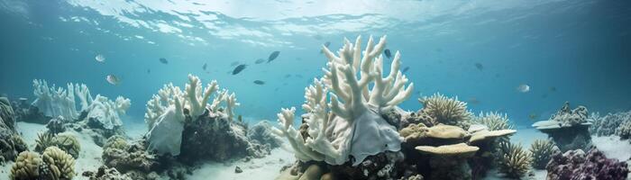 A beautiful underwater scene of a bleached coral reef with various species of fish swimming around. photo