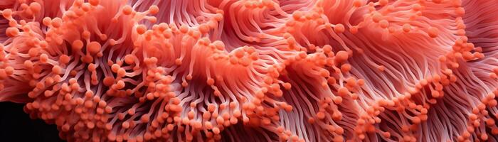 Pink anemone tentacles under water photo