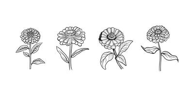 Zinnia Flower outline illustration in black and white vector
