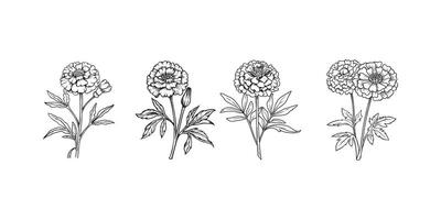 Marigold Flower outline illustration in black and white vector