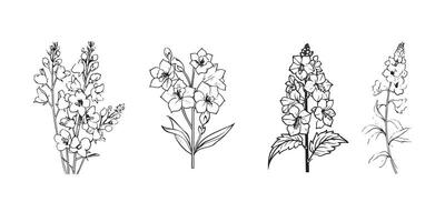 Delphinium Flower Collection in black and white vector