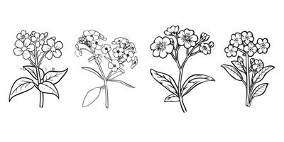 Scorpion grasses Flower outline illustration in black and white vector