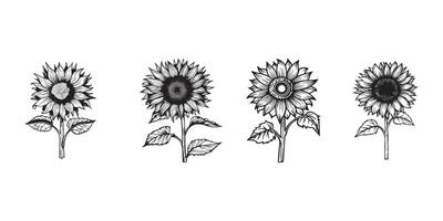 Sunflower Flower outline illustration in black and white vector