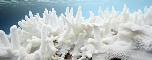 Detailed image of stark white bleached coral in the Maldives, a sad reminder of the impacts of climate change on marine ecosystems photo