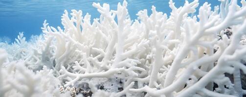 Detailed image of stark white bleached coral in the Maldives, a sad reminder of the impacts of climate change on marine ecosystems photo