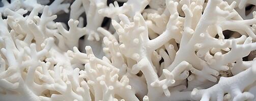 Heartbreaking closeup view of a bleached coral reef in the Maldives, emphasizing the critical need for marine conservation efforts photo