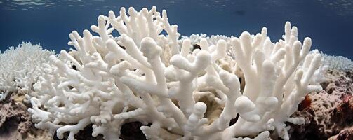 Detailed image of stark white bleached coral in the Maldives, a sad reminder of the impacts of climate change on marine ecosystems photo