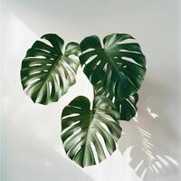 top down photo of a monstera plant