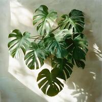 top down photo of a monstera plant