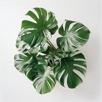 top down photo of a monstera plant