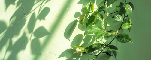 The light and shadow of green leaves hit the light green wall photo