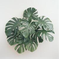 top down photo of a monstera plant
