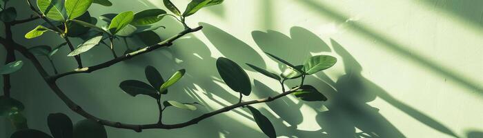 The light and shadow of green leaves hit the light green wall photo