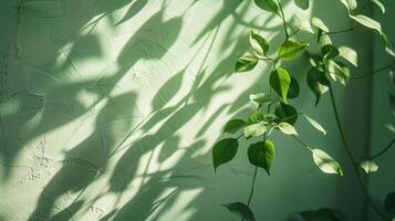 The light and shadow of green leaves hit the light green wall photo