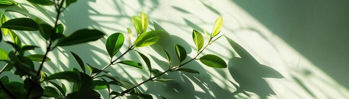 The light and shadow of green leaves hit the light green wall photo