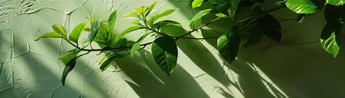 The light and shadow of green leaves hit the light green wall photo