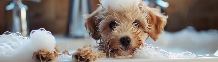 adorable maltipoo perrito disfrutando un bañera con espuma y jabón burbujas, destacando un mascota aseo y limpieza concepto en un encantador y juguetón ajuste foto