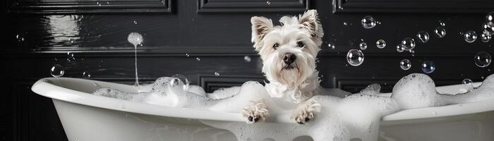 adorable white westie in white Cambridge cast iron doubleended clawfoot tub photo