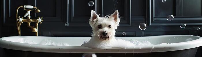 adorable white westie in white Cambridge cast iron doubleended clawfoot tub photo