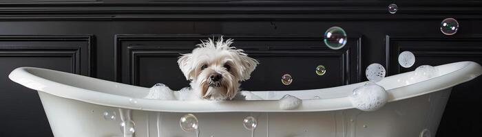 adorable white westie in white Cambridge cast iron doubleended clawfoot tub photo
