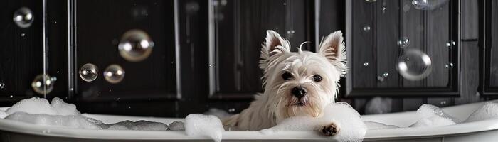 adorable white westie in white Cambridge cast iron doubleended clawfoot tub photo