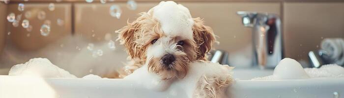 adorable maltipoo perrito disfrutando un bañera con espuma y jabón burbujas, destacando un mascota aseo y limpieza concepto en un encantador y juguetón ajuste foto