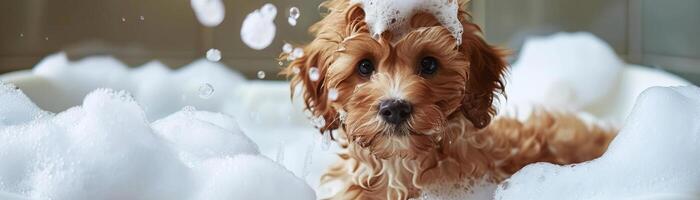 Adorable Maltipoo puppy enjoying a bath with foam and soap bubbles, highlighting a pet grooming and cleaning concept in a charming and playful setting photo