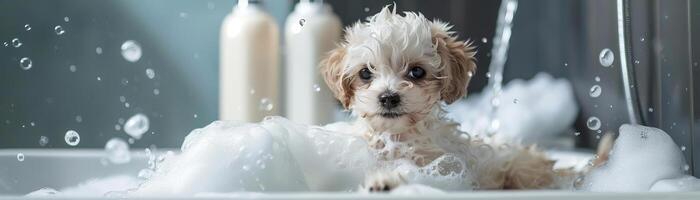 adorable maltipoo perrito disfrutando un bañera con espuma y jabón burbujas, destacando un mascota aseo y limpieza concepto en un encantador y juguetón ajuste foto