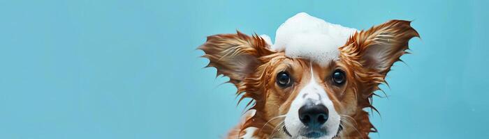 Cheerful Corgi dog enjoying a bath with soap foam on its head, featuring a blue background and ample copy space for a fun and engaging image photo